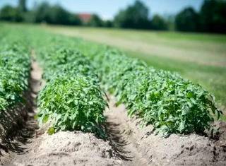 terreno agricolo in vendita a Rossano Veneto