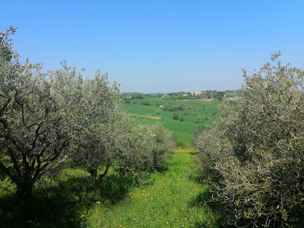 immagine annuncio 10 di 15