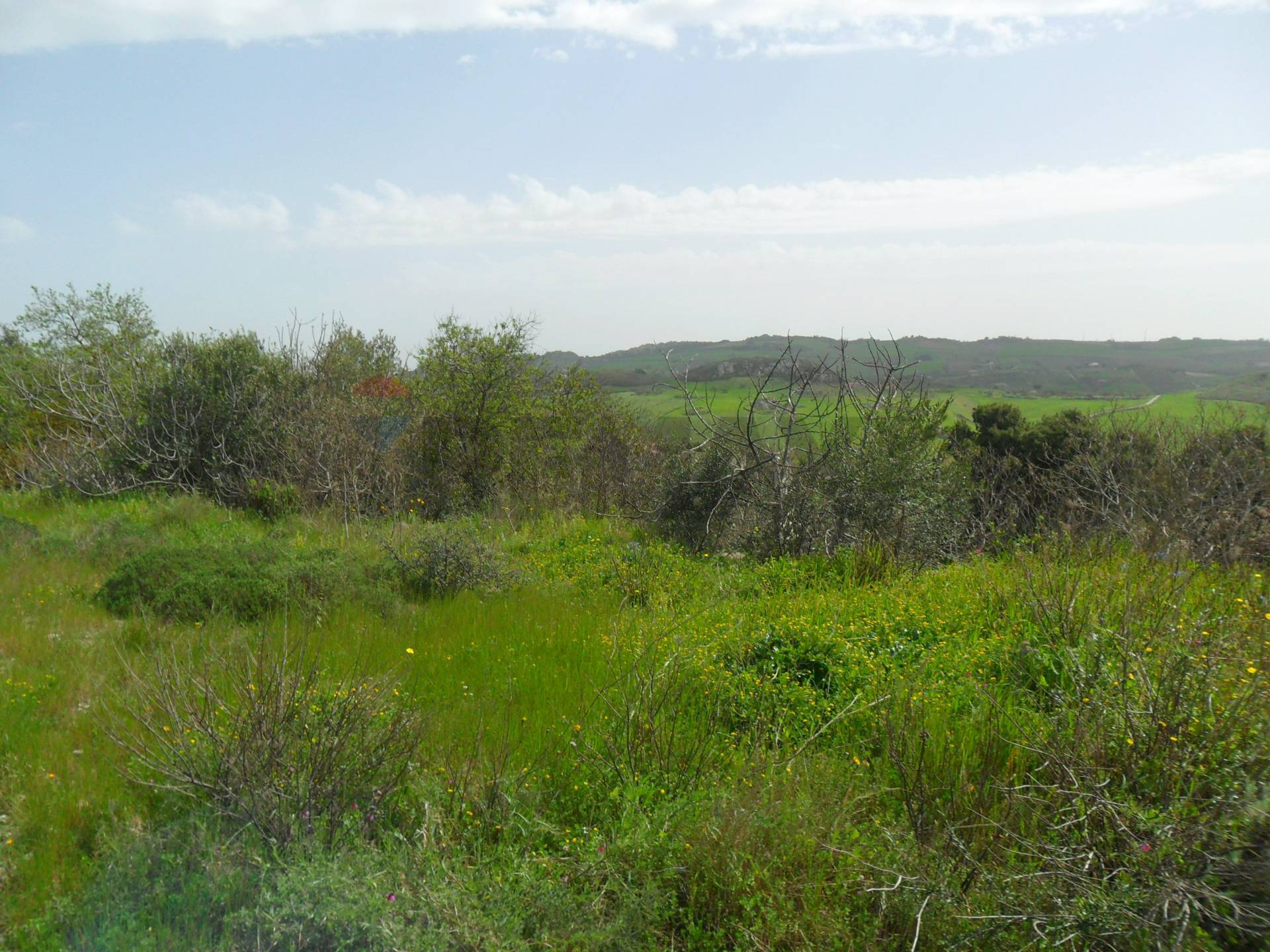 immagine annuncio 2 di 8