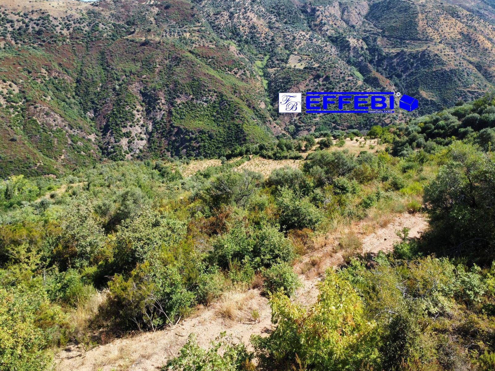 terreno agricolo in vendita a Luzzi in zona Cavoni