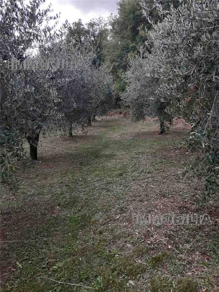 immagine annuncio 3 di 6