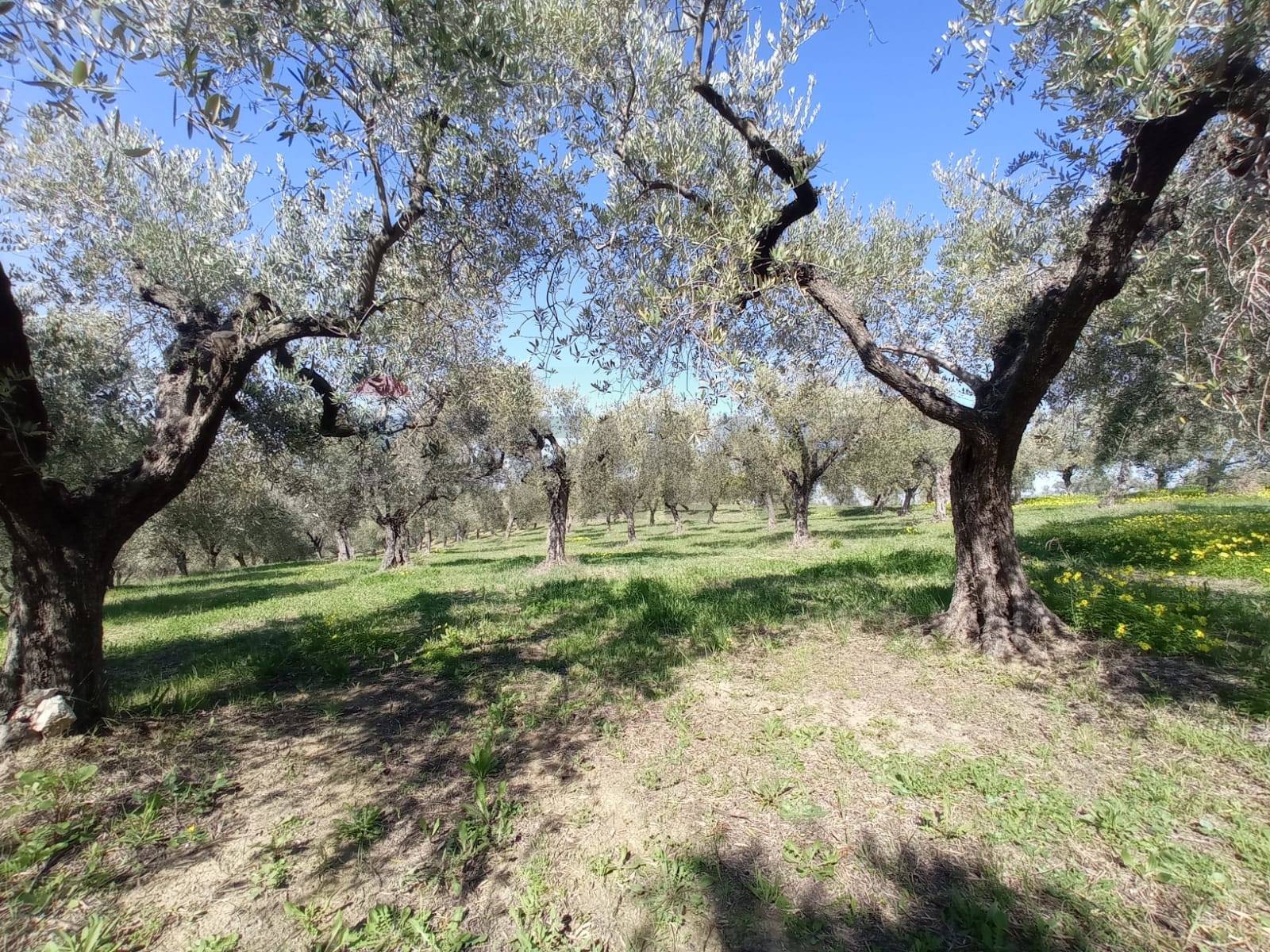 immagine annuncio 5 di 11