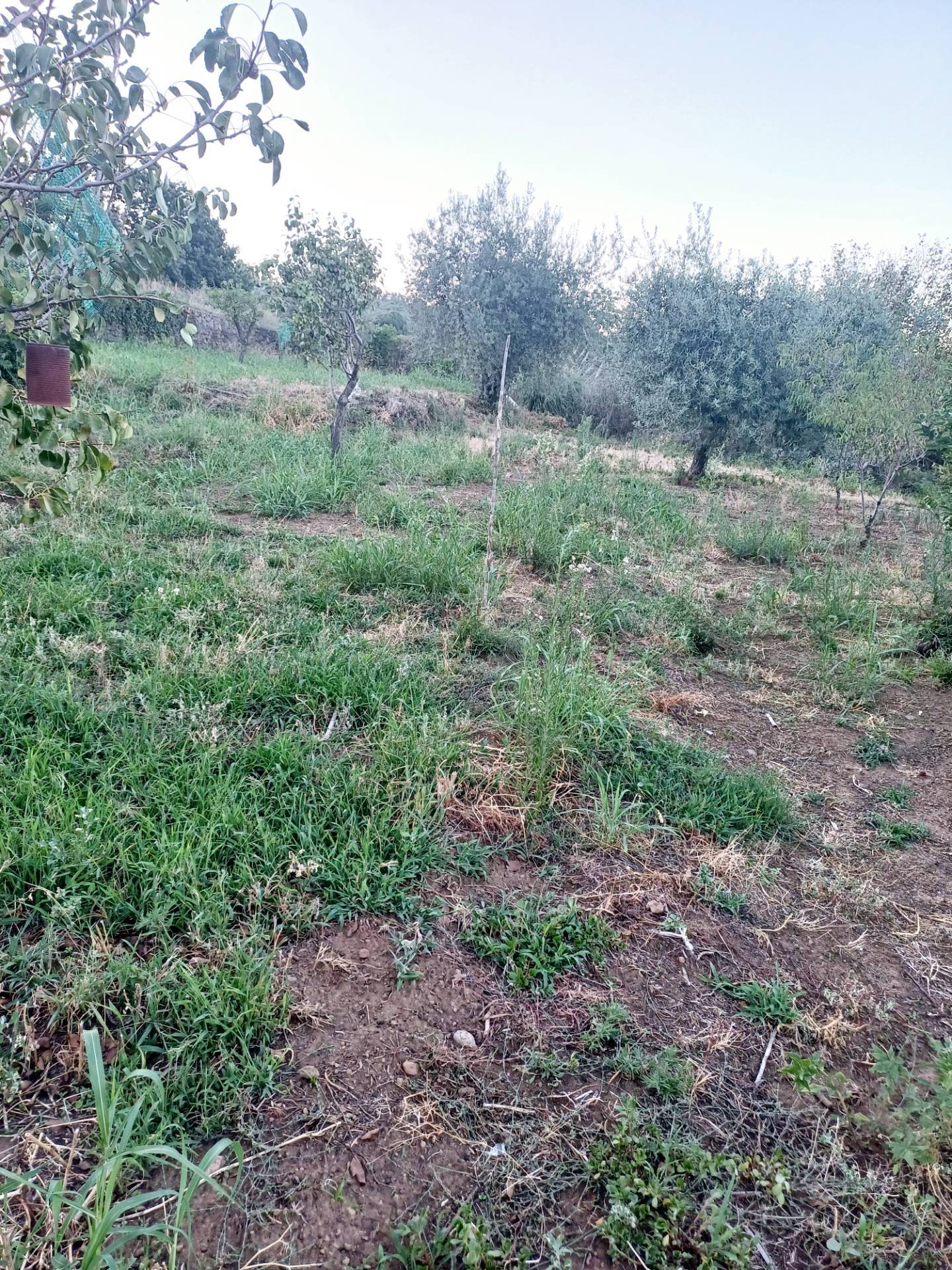 immagine annuncio 7 di 14