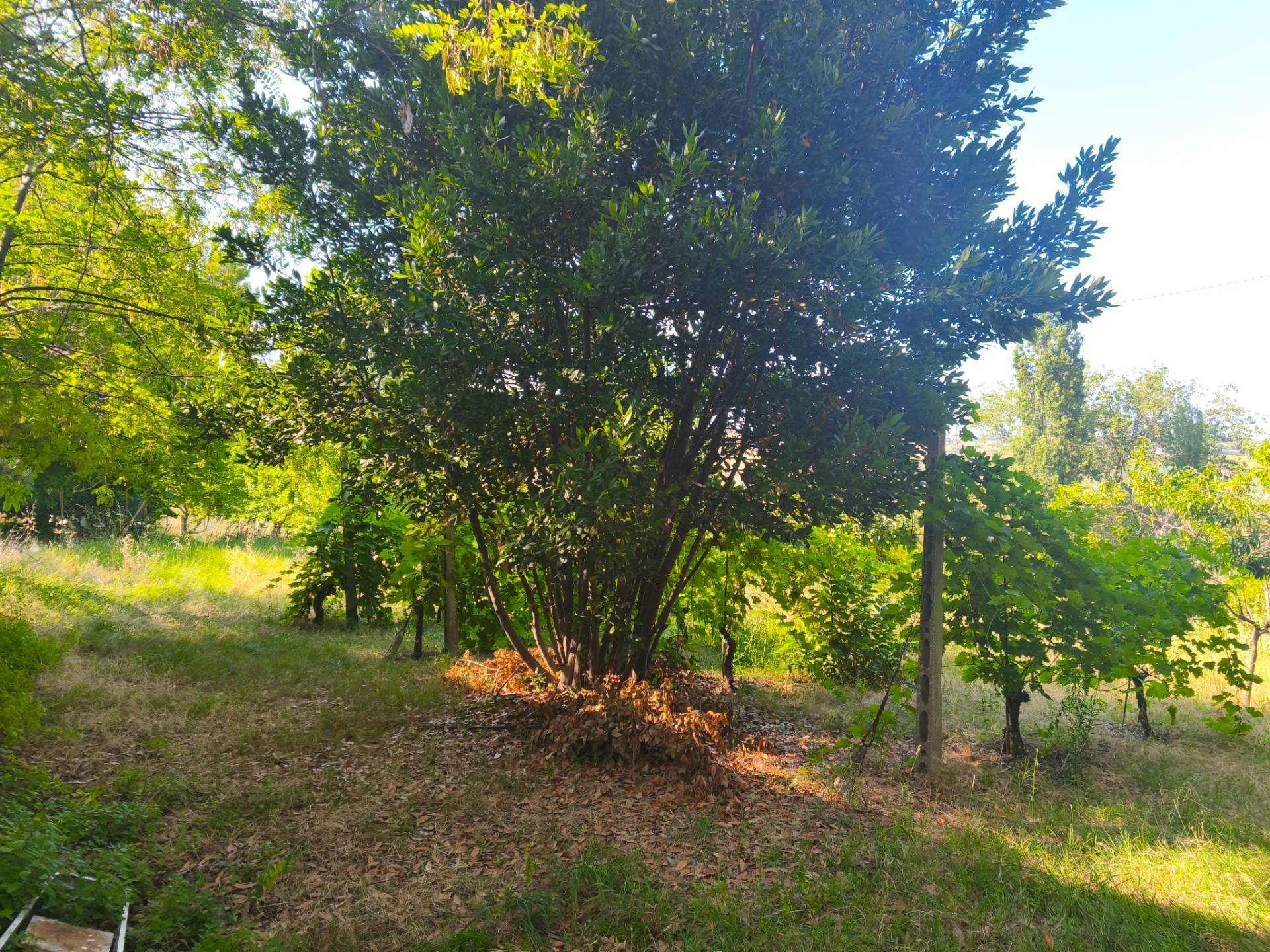 immagine annuncio 5 di 13