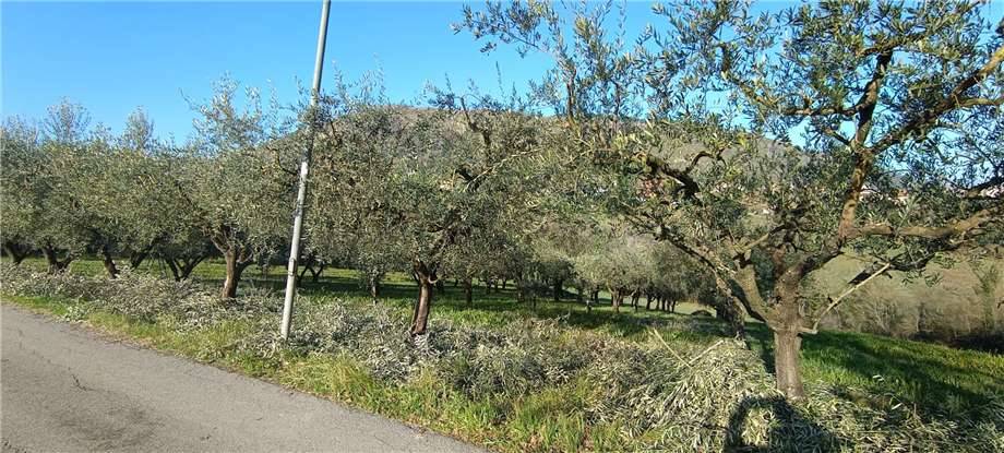 immagine annuncio 3 di 11