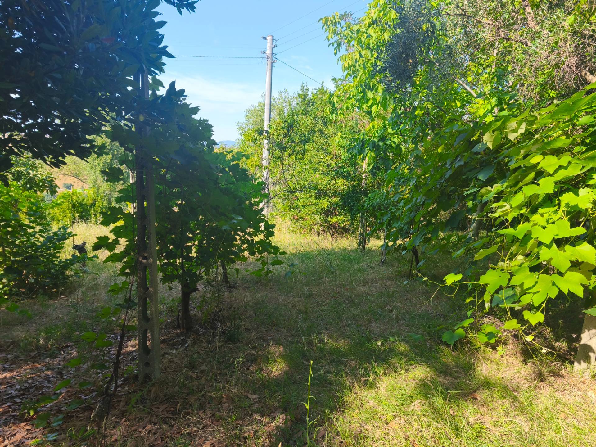 immagine annuncio 6 di 13