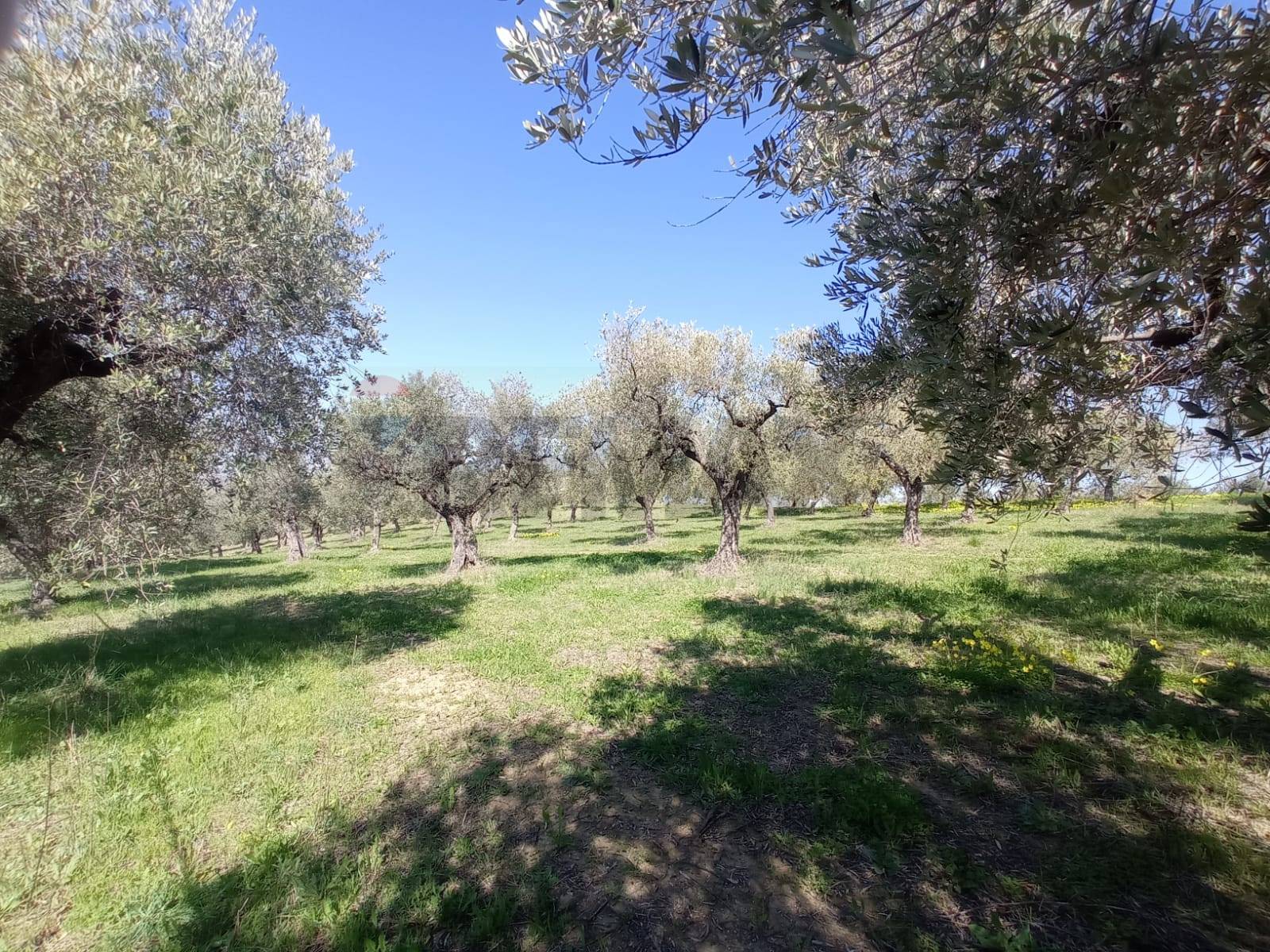 immagine annuncio 4 di 11