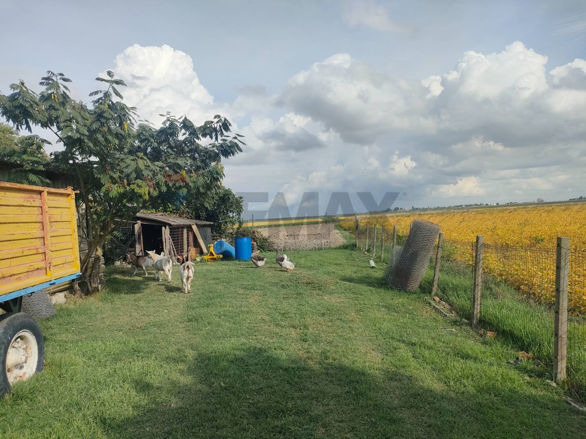 immagine annuncio 6 di 12