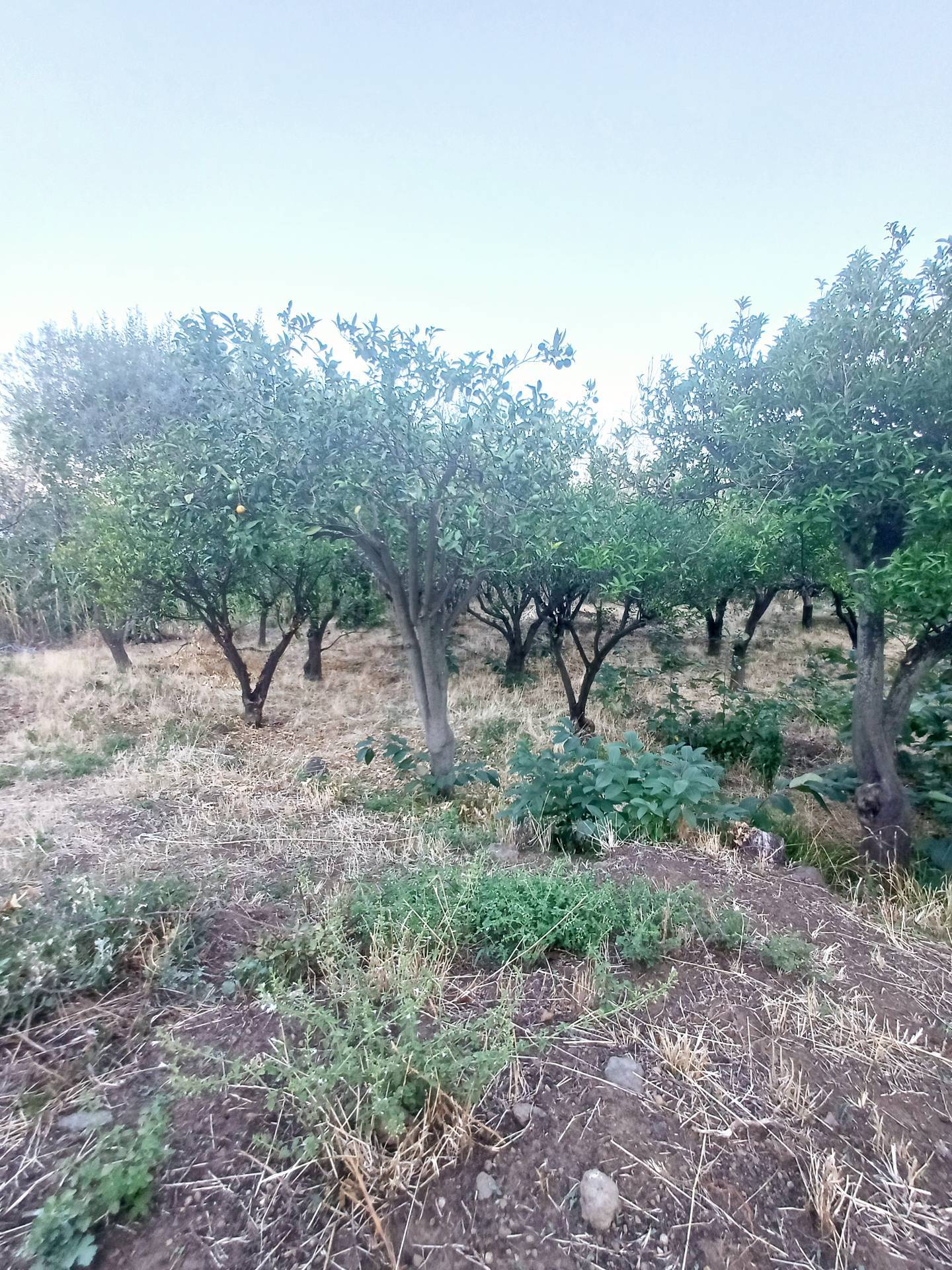 immagine annuncio 9 di 14