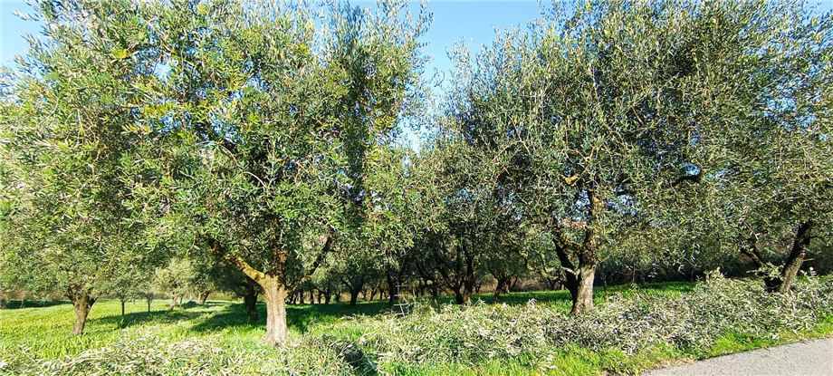 immagine annuncio 4 di 11