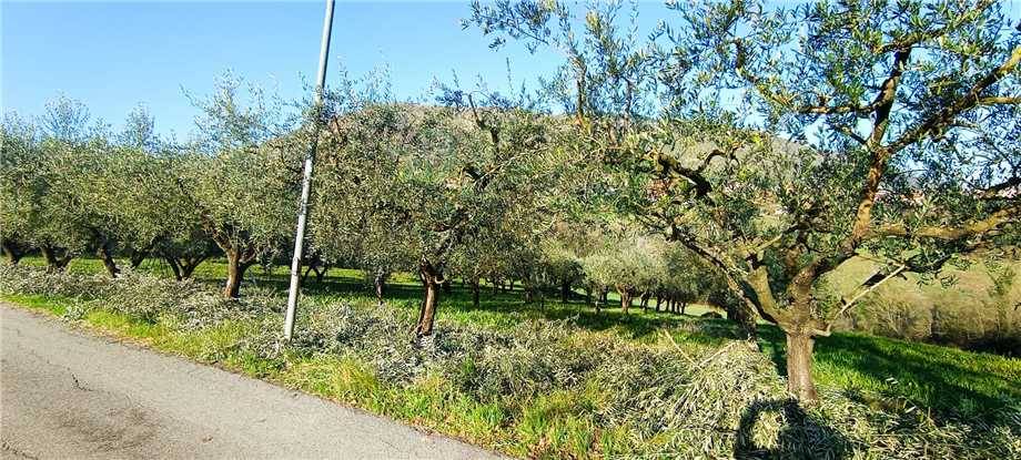 immagine annuncio 6 di 11