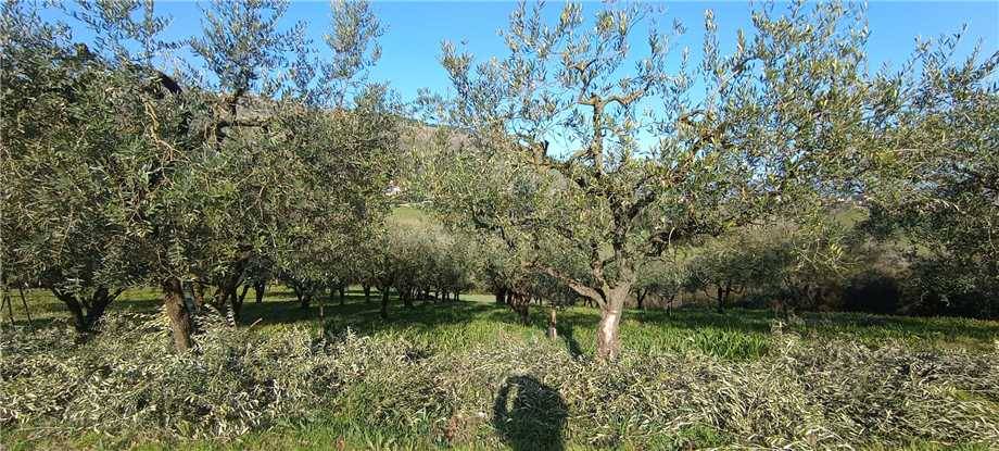 immagine annuncio 7 di 11