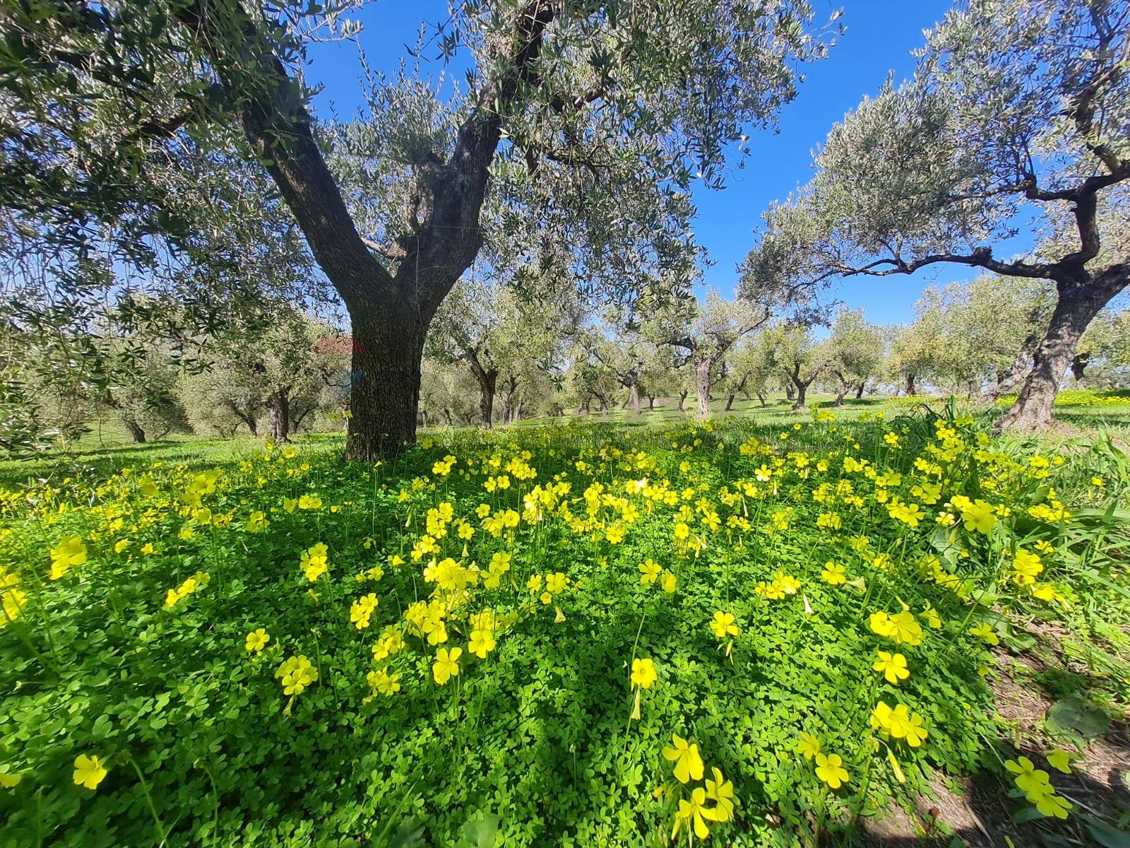 immagine annuncio 9 di 11