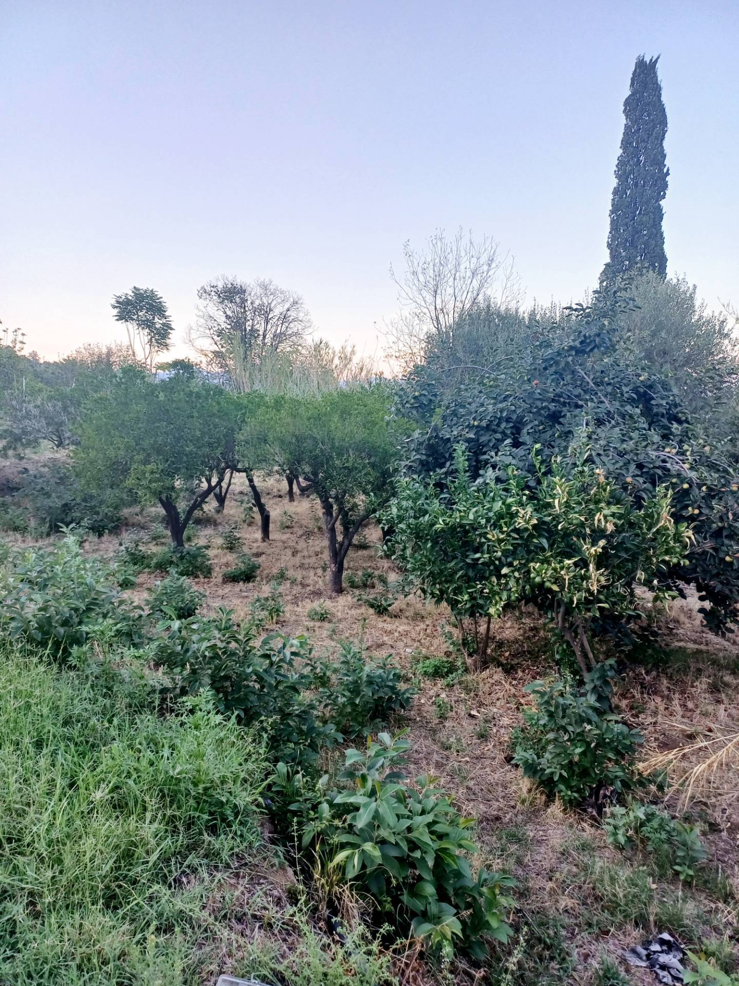 immagine annuncio 4 di 14