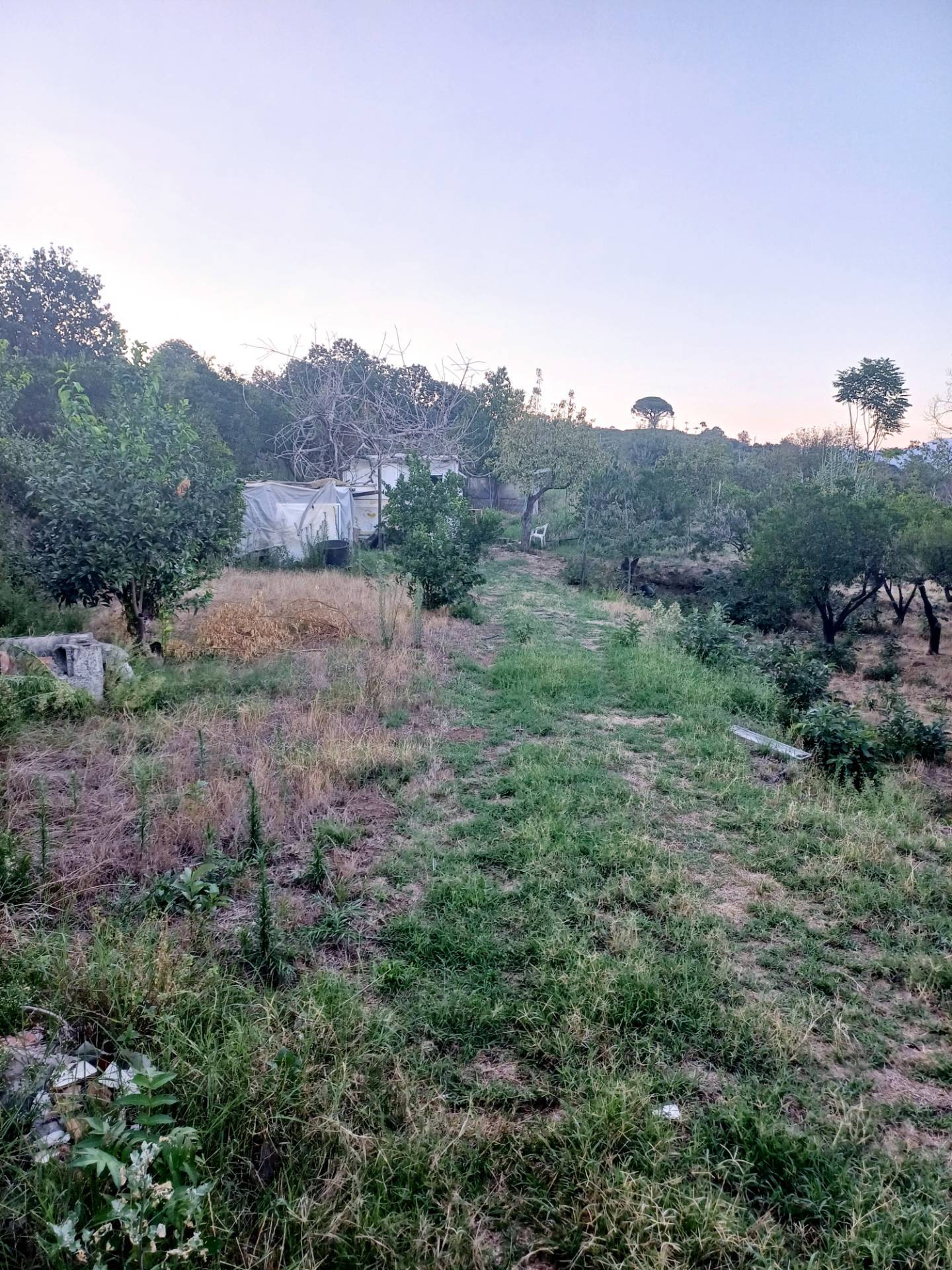 immagine annuncio 3 di 14