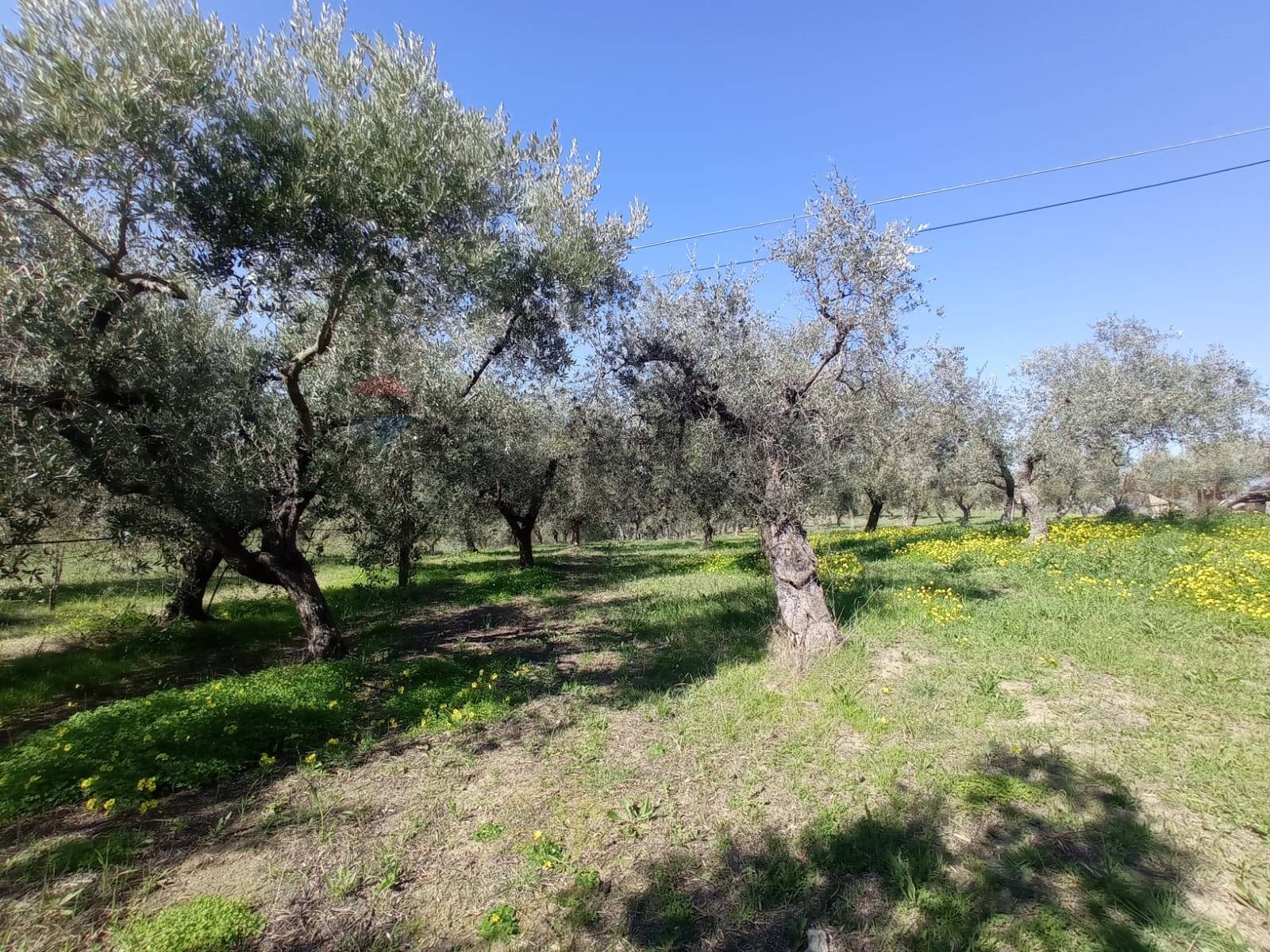 immagine annuncio 8 di 11