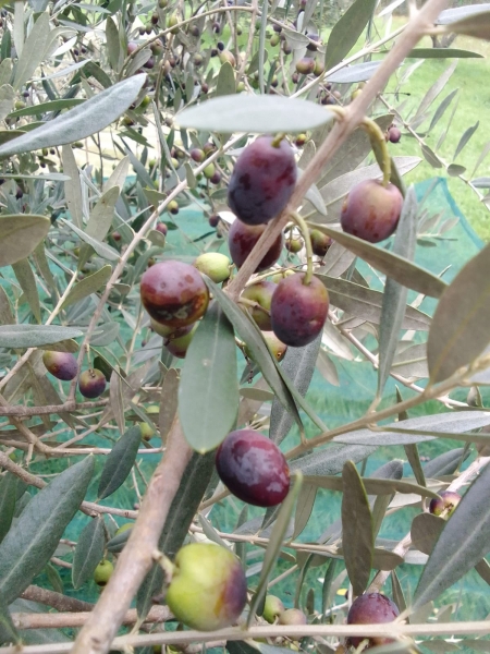 terreno agricolo in vendita a Rosignano Marittimo in zona Castiglioncello